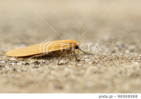 Closeup of the orange footman moth , Eilema sororcula, sitting on a stone Closeup of the orange footman moth , Eilema sororcula, sitting on a stone 98908988
