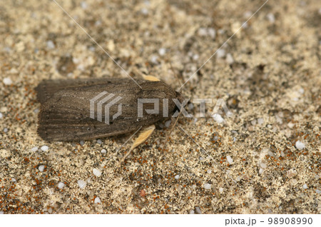 Closeup of Porter's rustic moth or Athetis hospes in Gard France Closeup of Porter's rustic moth or Athetis hospes in Gard France 98908990