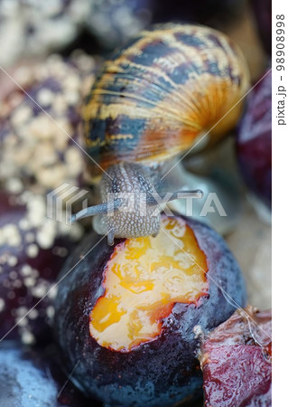 Facial closeup on the garden snail, Cornu asperum , eating from rotten prunes Facial closeup on the garden snail, Cornu asperum , eating from rotten prunes 98908998