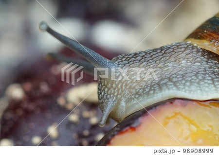 Facial closeup on the garden snail, Cornu asperum , eating from rotten prunes 98908999