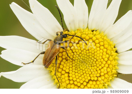 Closeup on a fairy-ring longhorn beetle , Pseudovadonia livida, on an oxeye daisy flower, Bellis perennis Closeup on a fairy-ring longhorn beetle , Pseudovadonia livida, on an oxeye daisy flower, Bellis perennis 98909009