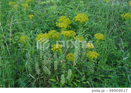 Closeup on the European cypress spurge or Bonaparte's crown, Euphorbia cyparissias, in the field 98909017