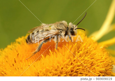 Closeup on a male of the pantaloon bee or hairy-legged mining bee on a yellow Inula flower 98909019