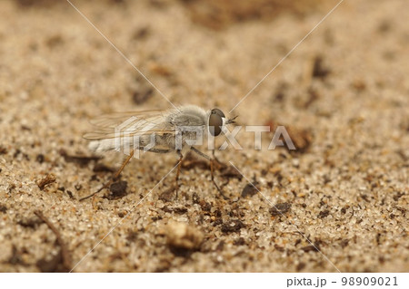 Closeup on a white haired Therevidae stilleto fly, Acrosathe annulata, living in the European dunes 98909021