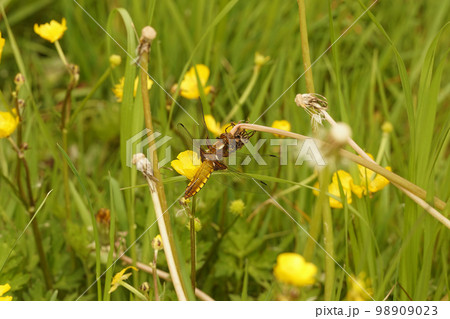 Closeup on a female broad-bodied darter dragonfly, Libellula depressa with spread wings in a meadow Closeup on a female broad-bodied darter dragonfly, Libellula depressa with spread wings in a meadow 98909023