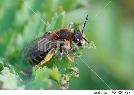 Closeup on a Short-fringed Mining Bee - Andrena dorsata sitting on the tip of a thistle 98909053