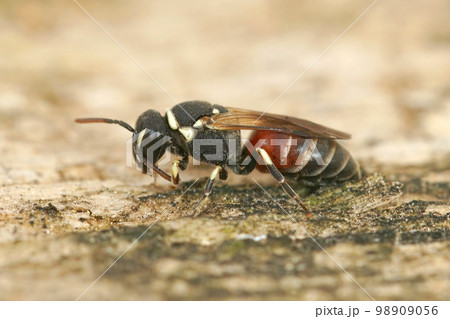 Closeup of a colorful small mediterranean masked bee , Hylaeus meridionalis from Gard, France Closeup of a colorful small mediterranean masked bee , Hylaeus meridionalis from Gard, France 98909056