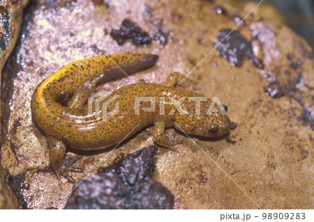 Closeup shot of a juvenile of the rare orange colored Japanese Tsushima salamander, Hynobius tsuensis 98909283