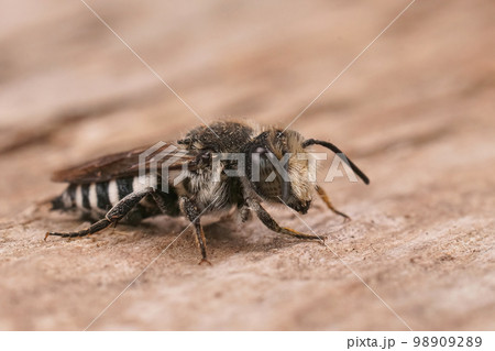 Closeup on a male Sharp-tailed cuckoo cleptoparasitic bee, Coelioxys sitting on wood 98909289