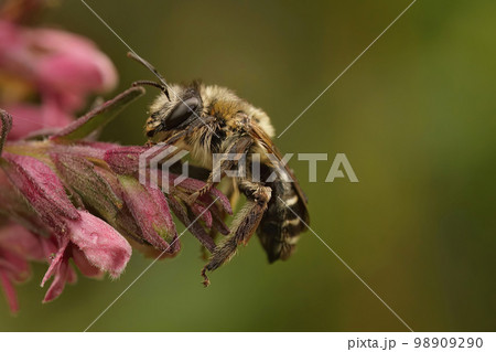 Closeup of a female of the specialist solitary Red bartsia bee, Melitta tricincta, on the pink flower of it's host plan Odontites vernus 98909290
