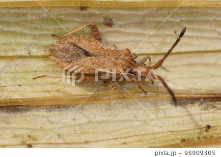 Detailed close up of a squash bug , Coriomeris denticulatus on wood 98909305