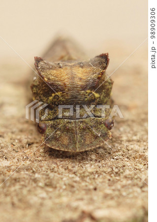 Closeup on an eared leafhopper, Ledra aurita, sitting on stone 98909306