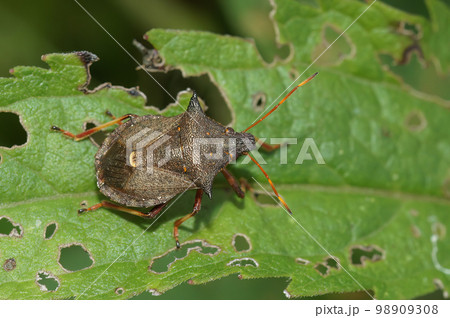 Closeup on the brown spiny or spiked shieldbug Picromerus bidens sitting on a green leaf 98909308