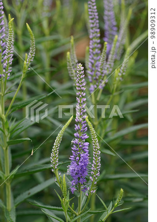 Vertical closeup on the brilliant blue flowers of Culver's root, Veronicastrum virginicum in the garden Vertical closeup on the brilliant blue flowers of Culver's root, Veronicastrum virginicum in the garden 98909312