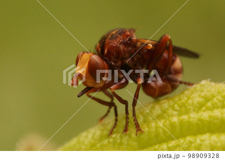 Closeup on a brown thick Furruginous Bee-grabber Fly, Sicus ferrugineus, sitting on vegetation 98909328
