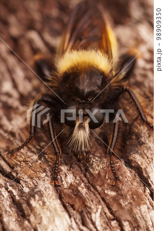 Closeup of the hairy bumblebee robberfly, Laphria flava sitting on wood in the field 98909350