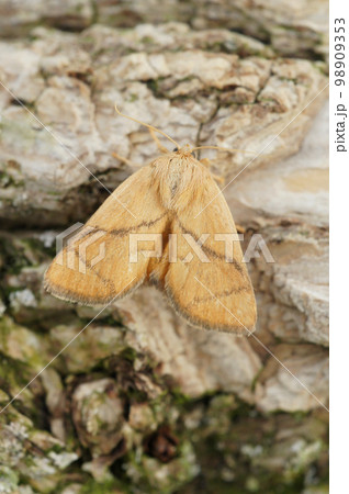 Vertical closeup on the pale colored festoon moth, Apoda limacodes sitting on a piece of wood Vertical closeup on the pale colored festoon moth, Apoda limacodes sitting on a piece of wood 98909353