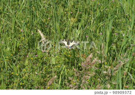 Natural closeup of a breathtaking European swallowtail butterfly with huge, gorgeous yellow patterned wings 98909372