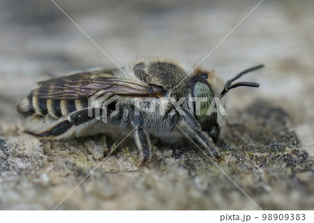 Close up on a female silver colored leafcutter bee, Megachile pilidens on a piece of wood 98909383
