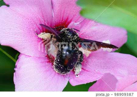 Closeup on the violet carpenter be, Xylocopa violacea, sippingnectar from a pink flower in the Gard, France 98909387