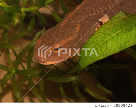 Closeup on a bulky large aquatic female of the endangered Vietnamese Tam Dao Warty newt, Paramesotriton deloustali 98909423