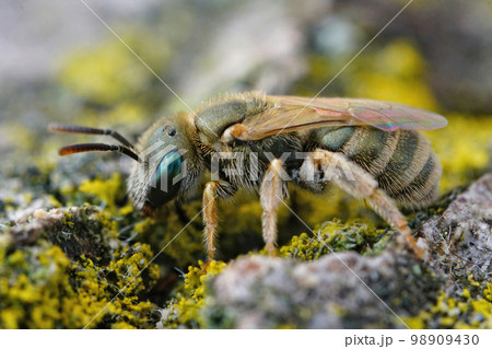 Closeup on a female of the the very small metallic green color furrow bee from the Halictus smaragdulus complex 98909430