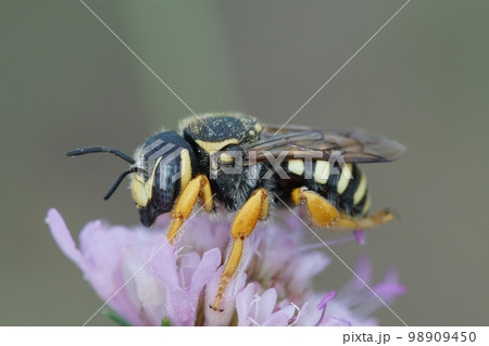 Detailed closeup of a female of the rare and endangered interrupted resin-leafcutter, Trachusa interrupta on it's host plant 98909450