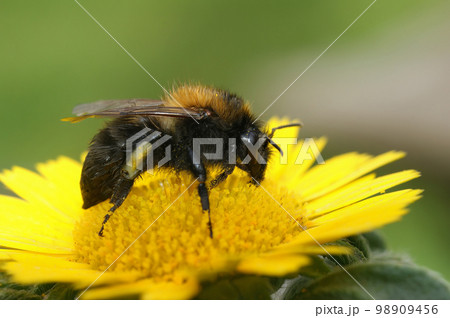 Closeup on an unusual dark form of the brown banded bumblebee, Bombus pascuorum moorselensis Closeup on an unusual dark form of the brown banded bumblebee, Bombus pascuorum moorselensis 98909456