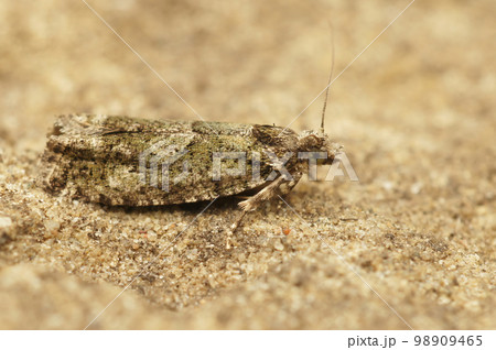Closeup on the colorful, small Tortrix Cock's-head Bell moth, Zeiraphera isertana, isolated on a stone 98909465