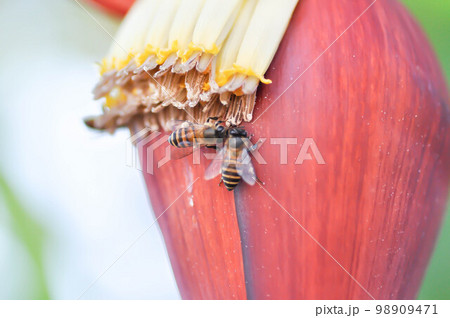 banana seed or banana plant, banana tree or Banana blossom banana seed or banana plant, banana tree or Banana blossom 98909471