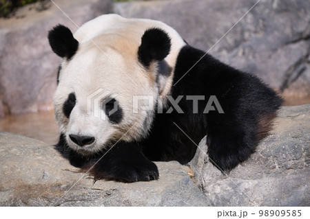 行水をしてまったりのパンダ 行水をしてまったりのパンダ 98909585