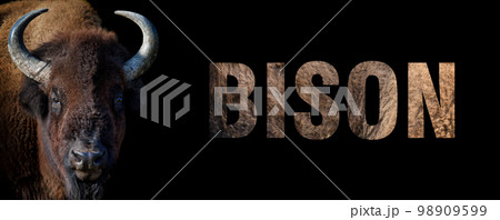Portrait of bison with a name on a dark background. The text is from her fur Portrait of bison with a name on a dark background. The text is from her fur 98909599