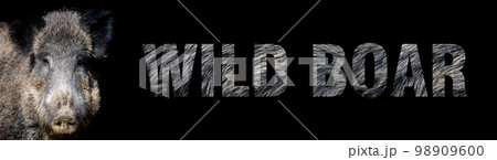 Portrait of wild boar with a name on a dark background. The text is from her fur Portrait of wild boar with a name on a dark background. The text is from her fur 98909600