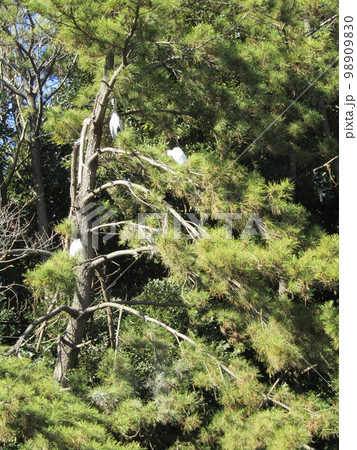 稲毛海浜公園松の木の上のアオサギとコガモ 98909830