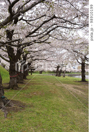 函館五稜郭の桜、北海道 函館五稜郭の桜、北海道 98910199
