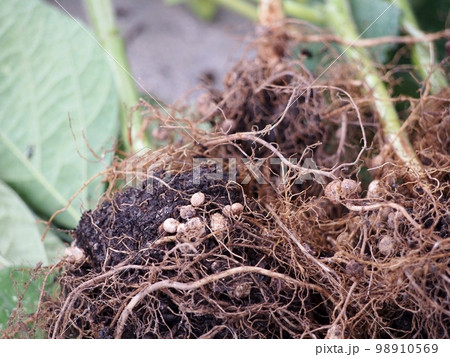 枝豆の根っこ 根粒菌 枝豆の根っこ 根粒菌 98910569