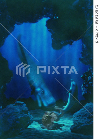 イルカを助けるクジラ 98910871