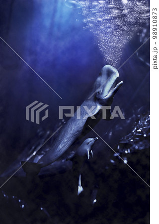 クジラとイルカ 98910873
