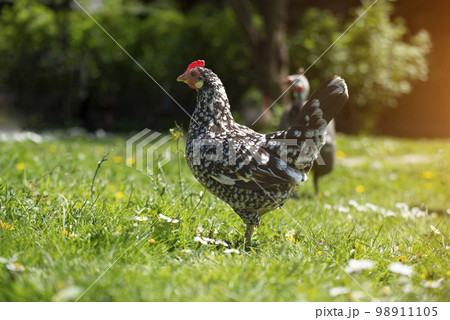 A hen grazing on green backyard grass A hen grazing on green backyard grass 98911105