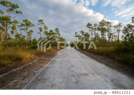 Dirt road receding into distance amidst pine trees in Everglades National Park. Dirt road receding into distance amidst pine trees in Everglades National Park. 98911231
