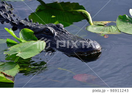 American Alligator - Alligator mississippiensis - amidst lily pads Everglades. 98911243