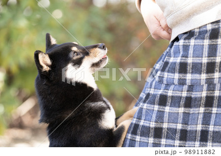飼い主に甘える柴犬 飼い主に甘える柴犬 98911882