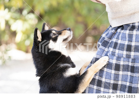 飼い主に甘える柴犬 飼い主に甘える柴犬 98911883