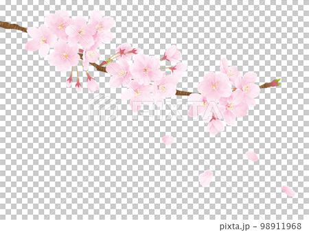 Illustration of cherry blossoms with dancing petals 98911968