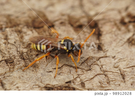 Natural closeup on a colorful female solitary cuckoo painted nomad bee, nomada fucata, on a piece of wood 98912028