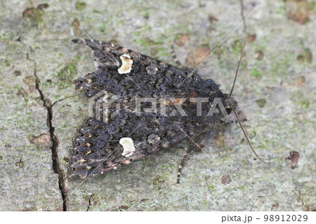 Dorsal closeup on a Dot moth, Melanchra persicariae sitting on wood in the garden 98912029