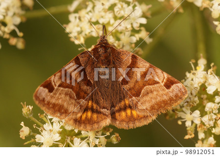 Closeup on a day-active brown Burnet companion moth, Euclidia glyphica, on a white flower 98912051