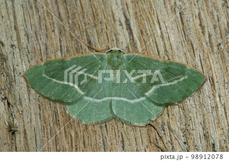 Closeup on the green form of the Barred Red geometer moth, Hylaea fasciaria with spread wings on wood 98912078