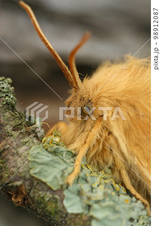 Detailed closeup on the Oak Eggar moth, Lasiocampa quernus 98912087