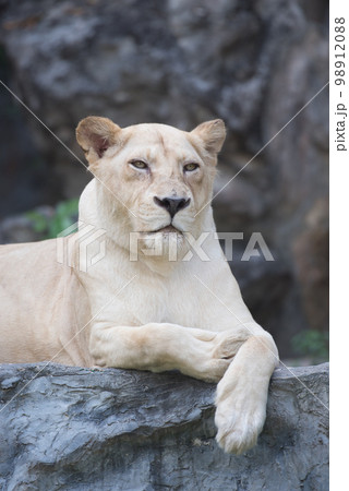 White tiger sit on stone floor.Selective focus. 98912088